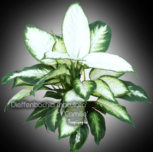 Dieffenbachia - Dieffenbachia maculata 'Camille' - Dumcane